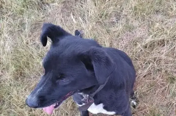 Пропала собака, Увельское, Челябинск