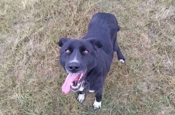 Пропала собака, Увельское, Челябинск