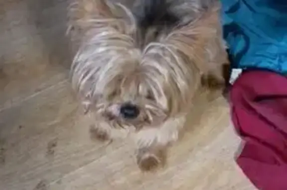 Пропала собака, Кировский район, Хабаровск