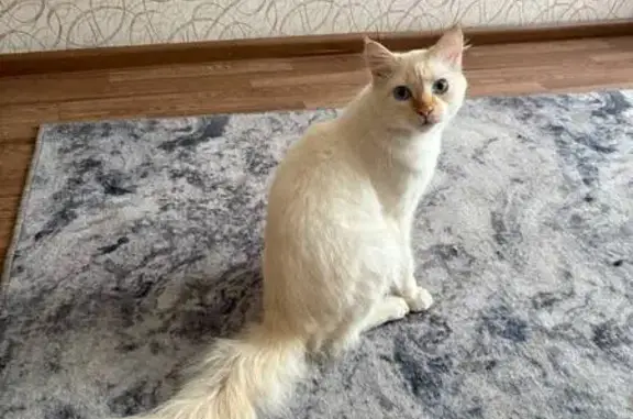 Потерянные животные Рубцовск, фото: Пропала кошка, Гражданский пер., 12, Рубцовск