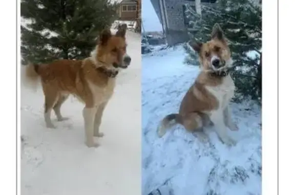 Пропала собака, ДНТ Черная Сопка