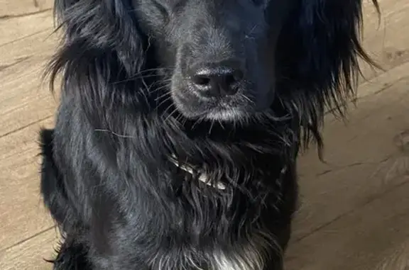 Пропала собака, Тихая ул., Чапаево