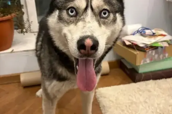 Найденные животные Новокузнецк, фото: Хаски найдена: Кулакова 4, Новокузнецк