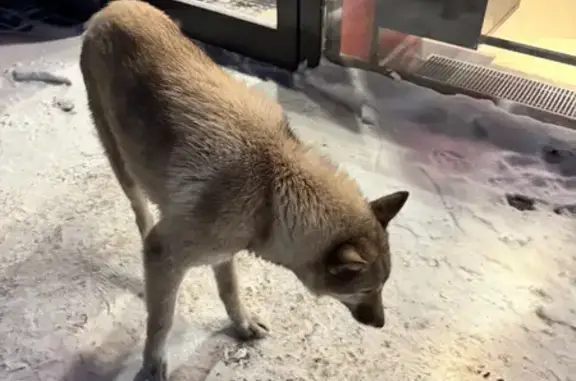 Найдена собака, Екатеринбург, фото: Лайка на АЗС, Серовский тракт, Невьянск