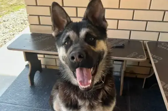 Пропала собака в Успенском, Новгородская обл.