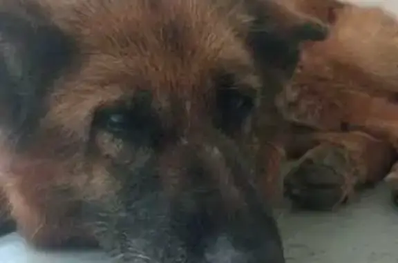 Найдена собака, Пушкино, фото: Найдена собака: немецкая овчарка, Пушкино