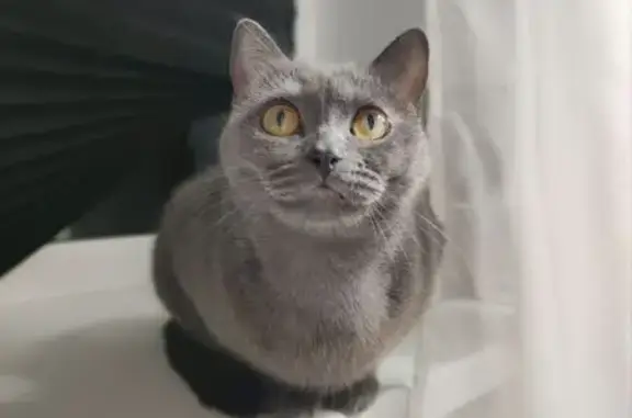 Пропала кошка, Советская 45, Киров