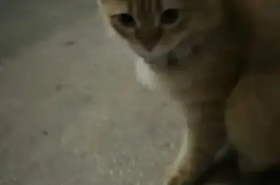 Пропала кошка, ул. Победы, 90, Самара