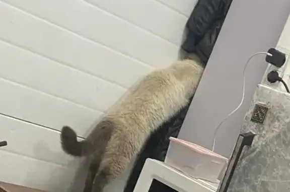 Найдена кошка, Иркутск, фото: Кошка найдена, Иркутск, ул. Старо-Кузьмихинская 71/1