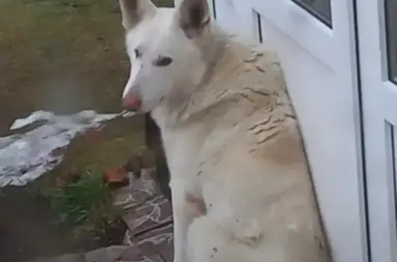 Найдена собака, Лопухинское, фото: Собака найдена, Лопухинское СП, Ленобласть