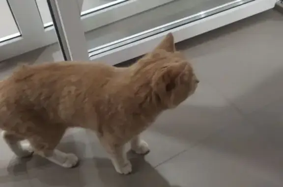 Найдена кошка, Астрахань, фото: Кошка найдена: Яблочкова 38, Астрахань