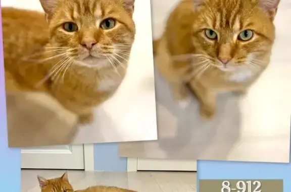 Найдена кошка, Тюмень, фото: Кошка найдена, ул. Соболевского 2, Тюмень