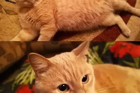 Пропала кошка, ул. Кирова 46, Сельцо