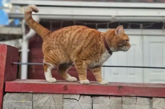 Кошка пропала: пр. проезд № 727, Москва