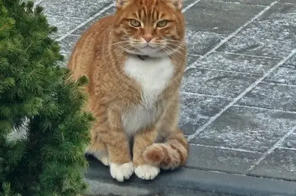 Кошки потеряшки, Химки, фото: Кошка пропала: пр. проезд № 727, Москва