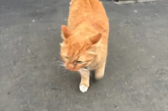 Найдена кошка, Москва, фото: Кошка Рыжик найдена на Красноказарменной, 19