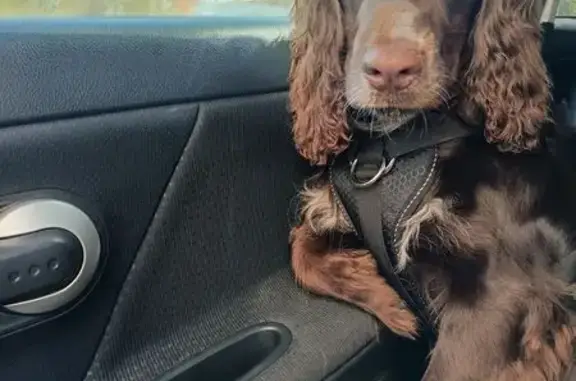 Пропала собака, Прокопьевск, Кем. обл.