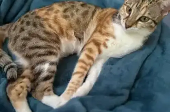 Пропала кошка, ул. Дёмина 12, Краснодар