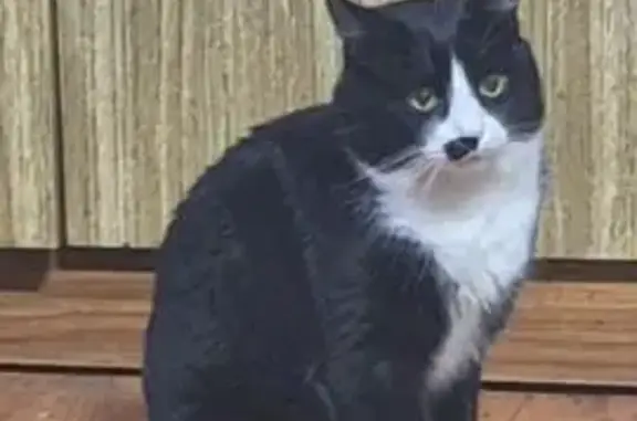 Пропала кошка, ул. Строганова, 10, Очёр