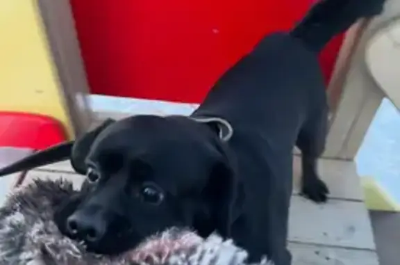 Пропала собака Бакс, Чита, Забайкалье