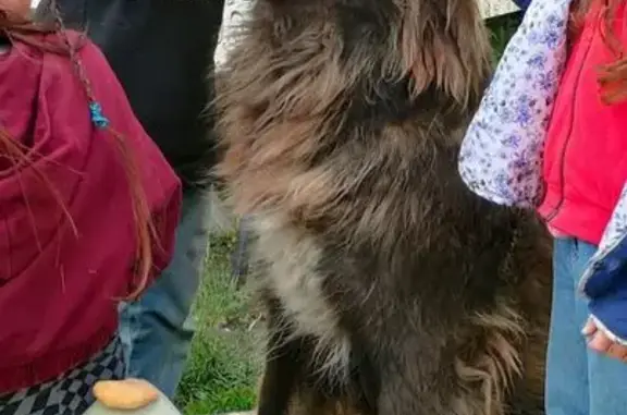 Пропала кавказская овчарка, Чебышева 38А