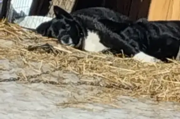 Пропала собака, Бор, 22Н-0710