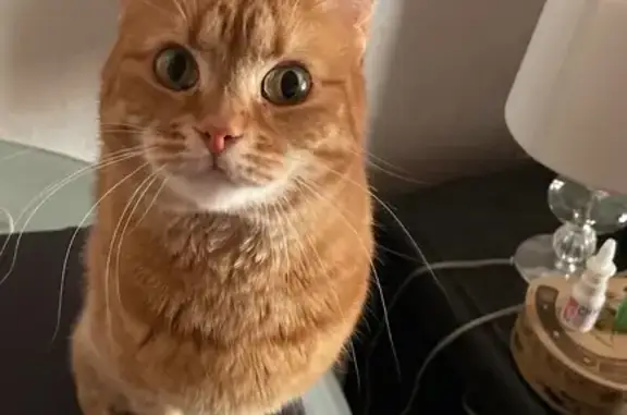 Пропала рыжая кошка, Клинская 56 к1