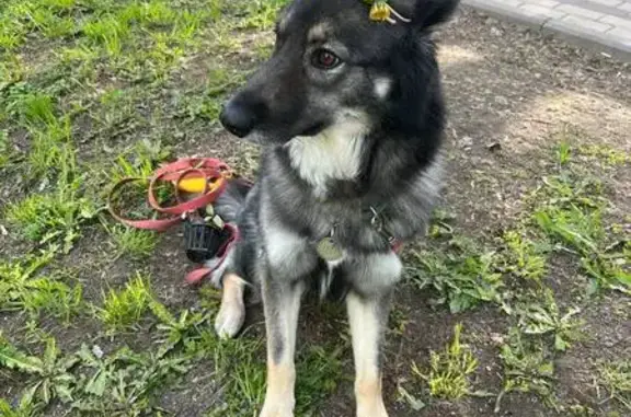 Пропала собака, ул. Невельского, 4А, Казань