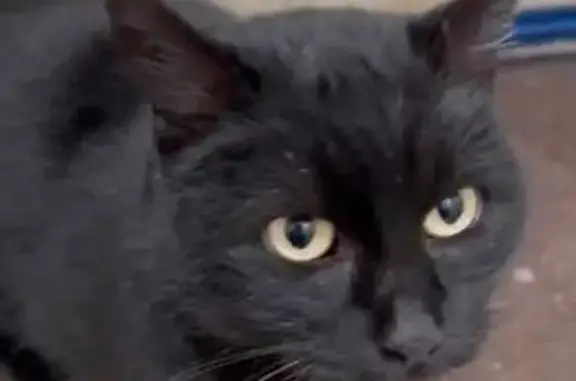 Пропала кошка, Волочаевская 107, Хабаровск