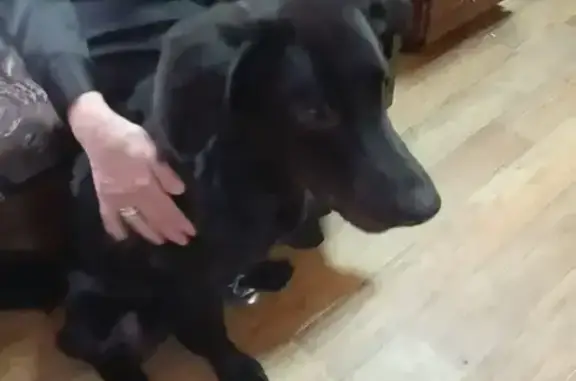 Найденные животные Новокузнецк, фото: Собака найдена: пр. Строителей, Новокузнецк