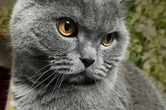 Пропала кошка, Кондырева, Орловская обл.