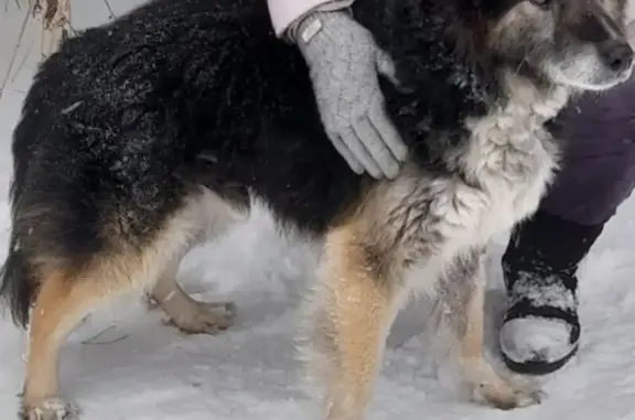 Пропала собака, Выборная ул., Новосибирск