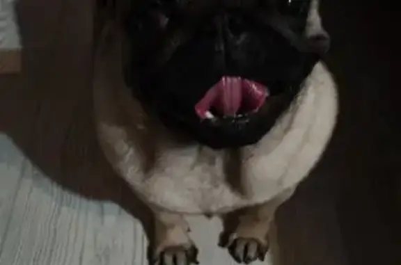 Найдена собака, Ставрополь, фото: Мопс найден: Луганский пр., 49Б, Ставрополь