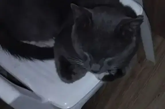 Пропала кошка, ул. Победы, 36, Приморско-Ахтарск