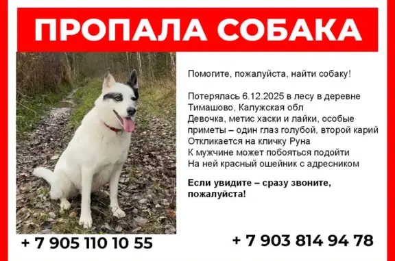 Собаки потеряшки, Тимашово, фото: Потеряшка собака, Родниковая ул., 35А