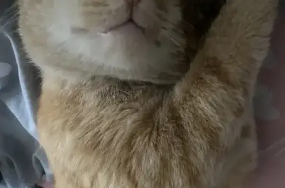 Пропала рыжая кошка, Революционная 13