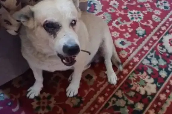 Пропала собака, Луганск, Московская 100