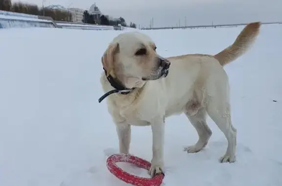 Пропала собака, ул. Осипенко, 16, Арх.