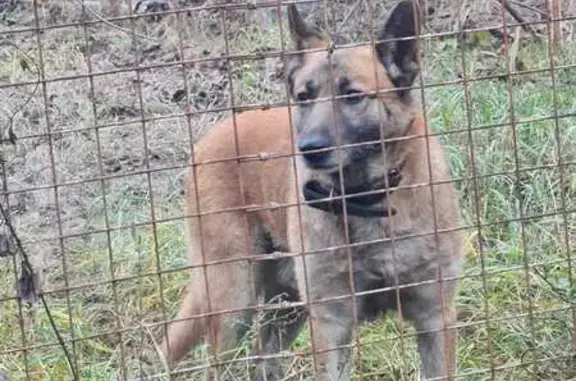 Найдена собака, Воронеж, фото: Собака найдена: Тверская ул., 186, Воронеж