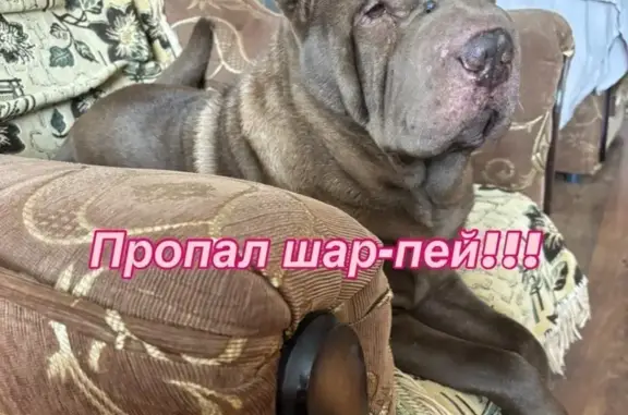 Пропала собака, ул. Ковтюха 81/1, Краснодар