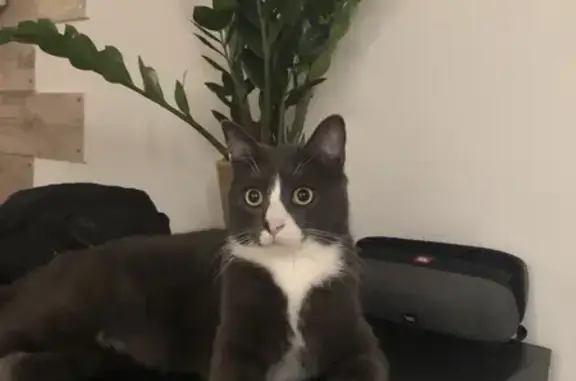 Пропала кошка, Садовая ул. 94, Воронежская