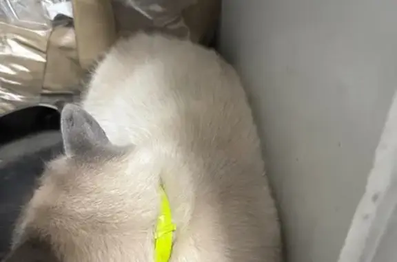 Найдена кошка, Иркутск, фото: Кошка найдена: Старо-Кузьмихинская 71/1