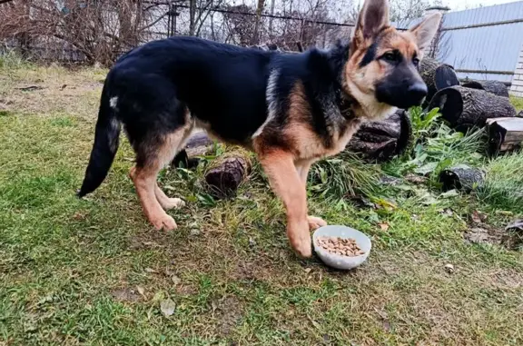 Найдена собака, Могилёв, фото: Собака найдена: Первомайская, Могилёв