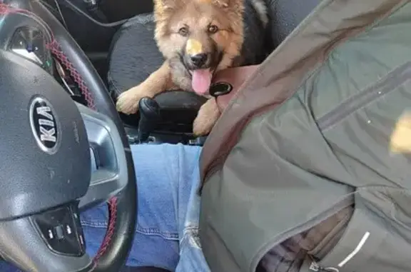 Найдена собака, Чебоксары, фото: Щенок найден в Чебоксарах, Чувашия