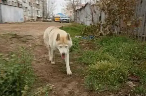 Найдена собака, Астрахань, фото: Хаски ищет дом, ул. Куликова, 62, Астрахань