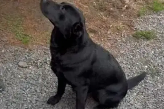 Найдена собака, Батайск, фото: Найдена собака, ул. Котова, 4 к2, Батайск