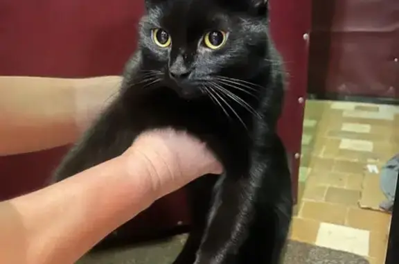 Найдена кошка, Королёв, фото: Найдена черная кошка, Королёв, Королёва 2Б