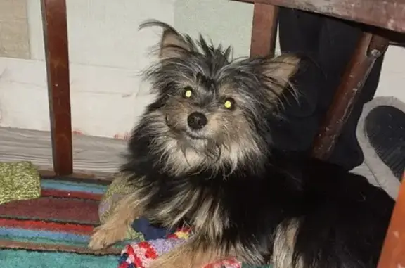 Найденные животные Полысаево, фото: Собака найдена на Бакинской улице, Полысаево