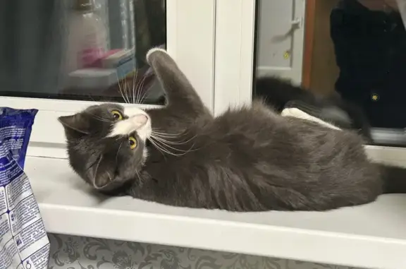 Пропала кошка, Ивашево, 46Н-01038