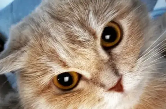 Пропала кошка, ул. Мира, 12, Оренбург